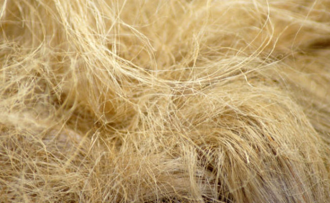 Close-up of hemp wool, sealing hemp, insulation, crony